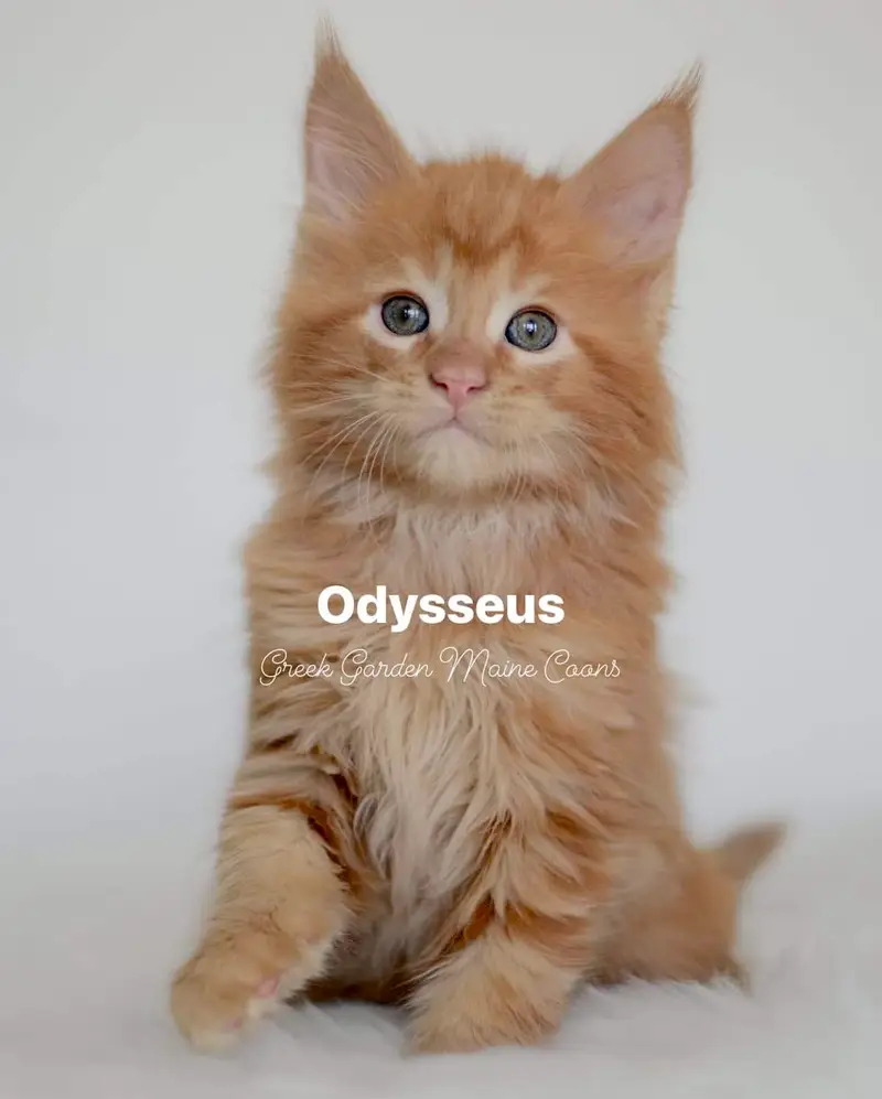 Odysseus 8 Weeks