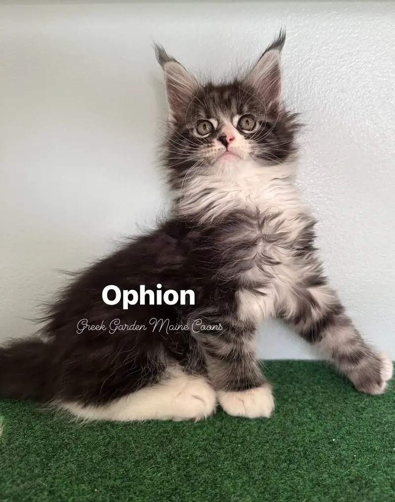 Ophion 8 Weeks