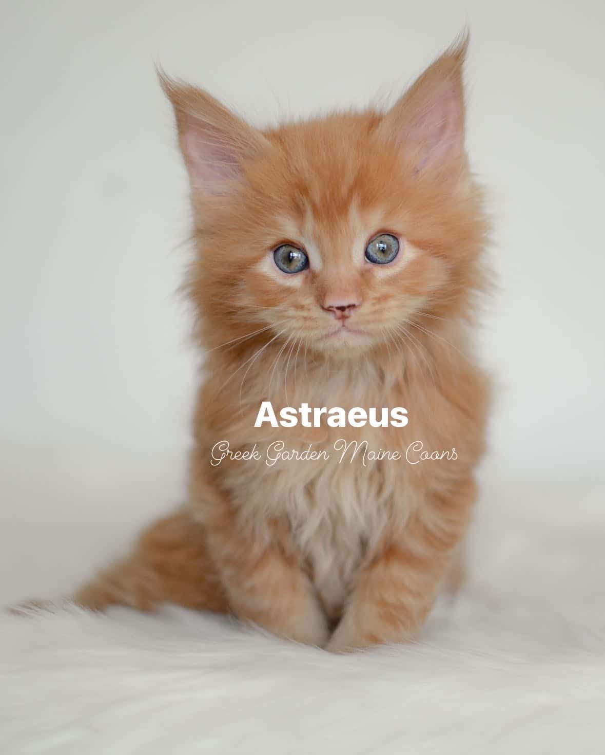 Astraeus 6 Weeks