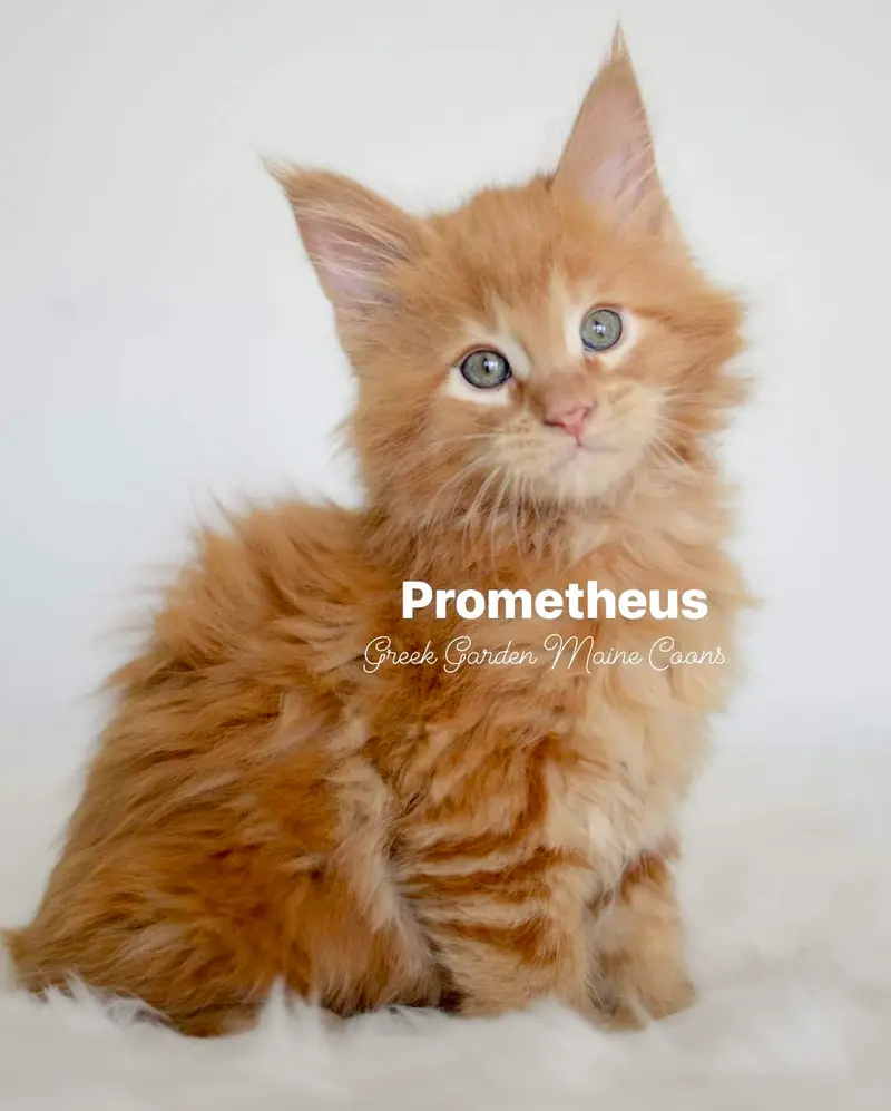 Prometheus 8 Weeks