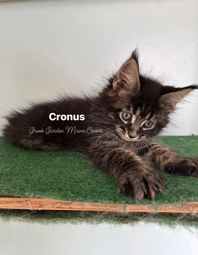 Cronus 8 Weeks