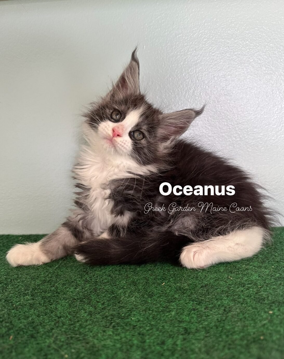 Oceanus 8 Weeks