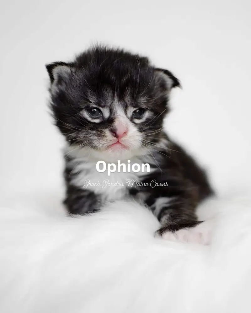 Ophion 2 Weeks