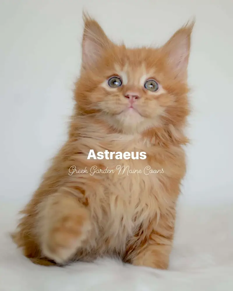 Astraeus 8 Weeks