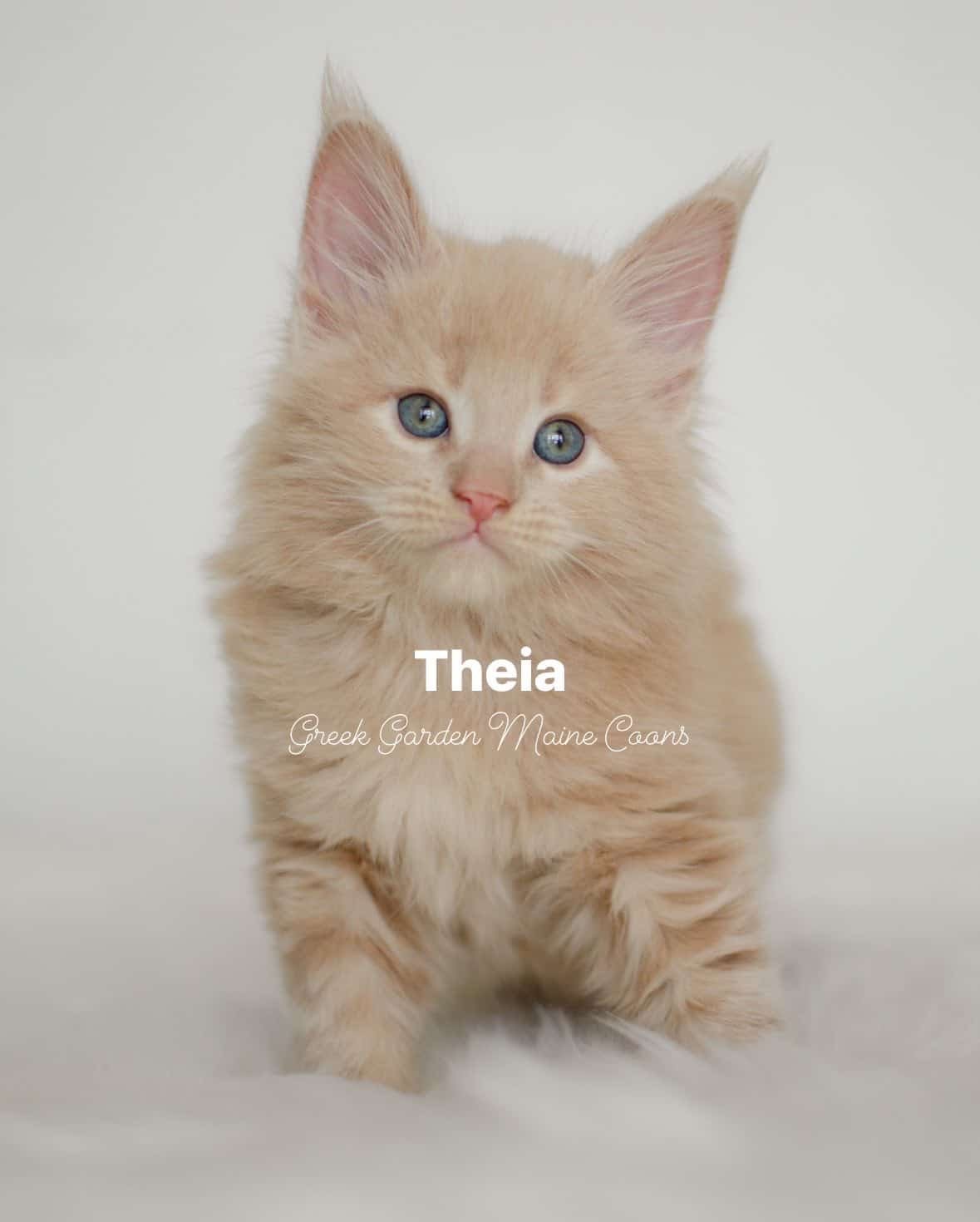 Theia 6 Weeks