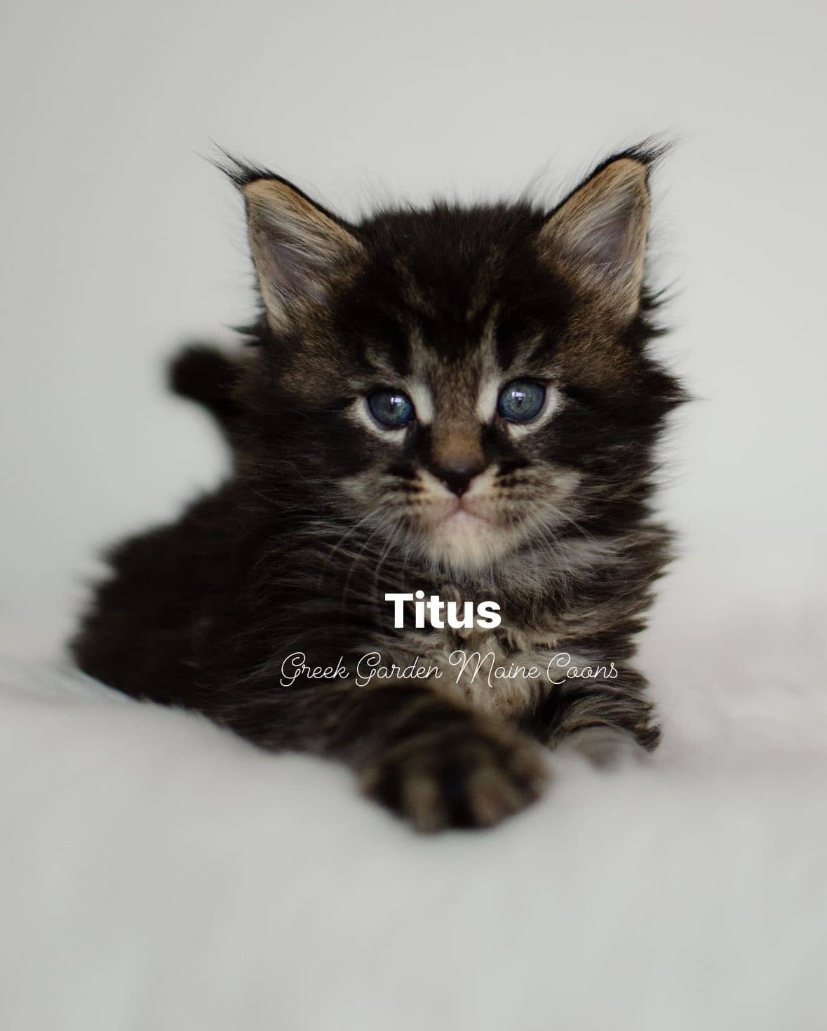 Titus 4 Weeks