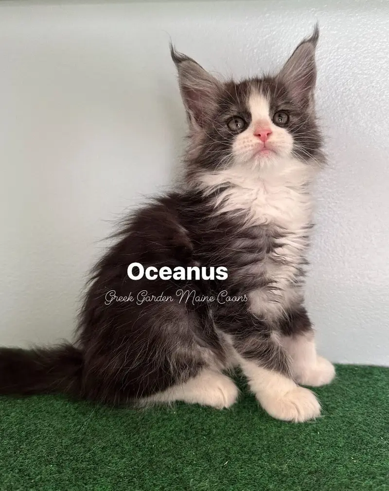 Oceanus 8 Weeks