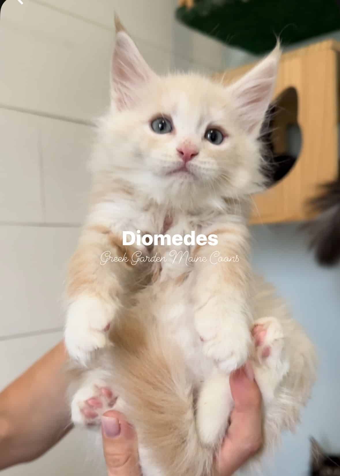 Diomedes 7 Weeks