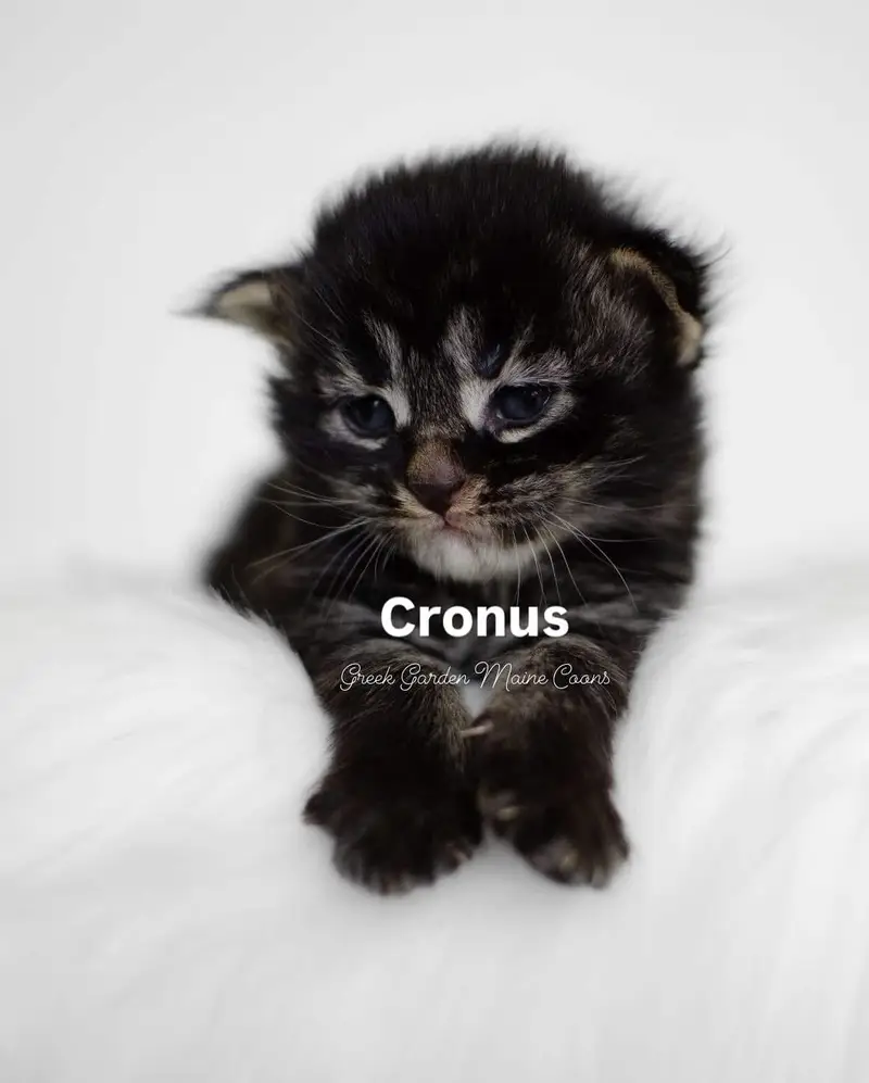 Cronus 2 Weeks