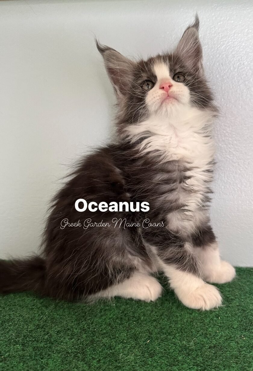 Oceanus 8 Weeks