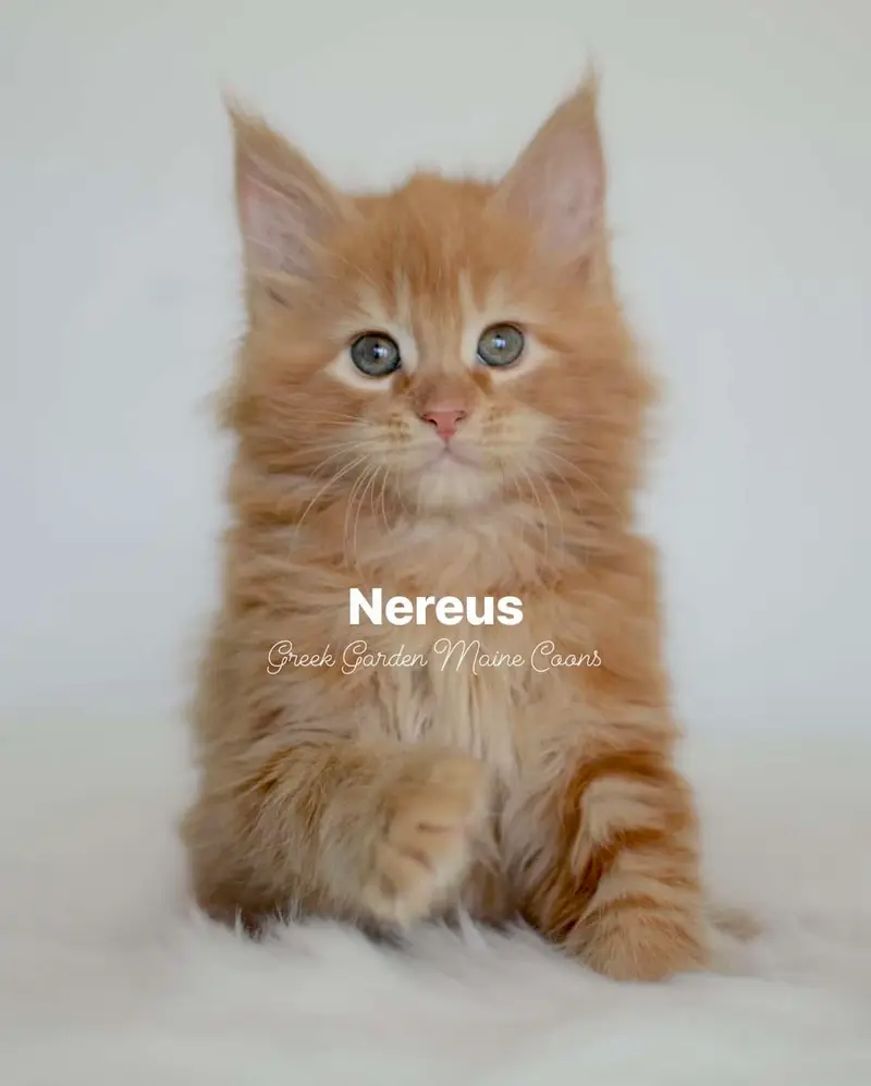 Nereus 8 Weeks