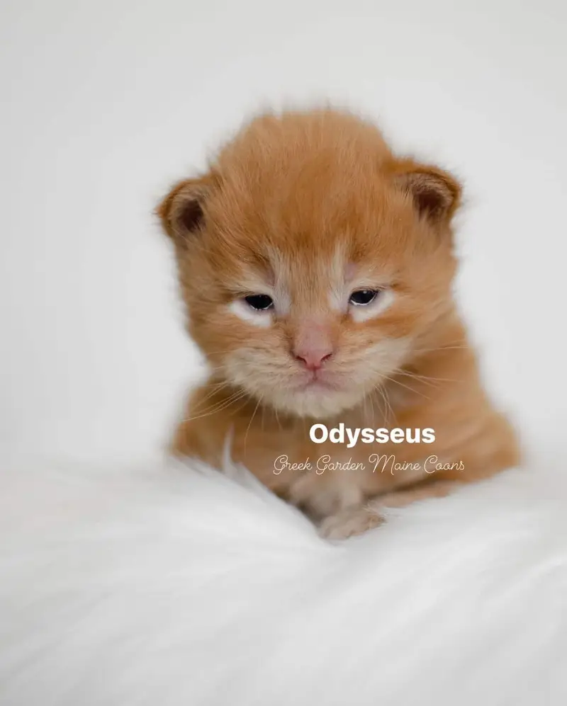 Odysseus 2 Weeks