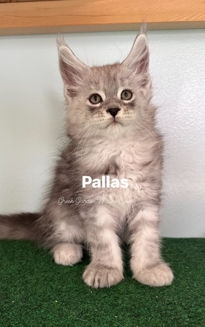 Pallas 8 Weeks