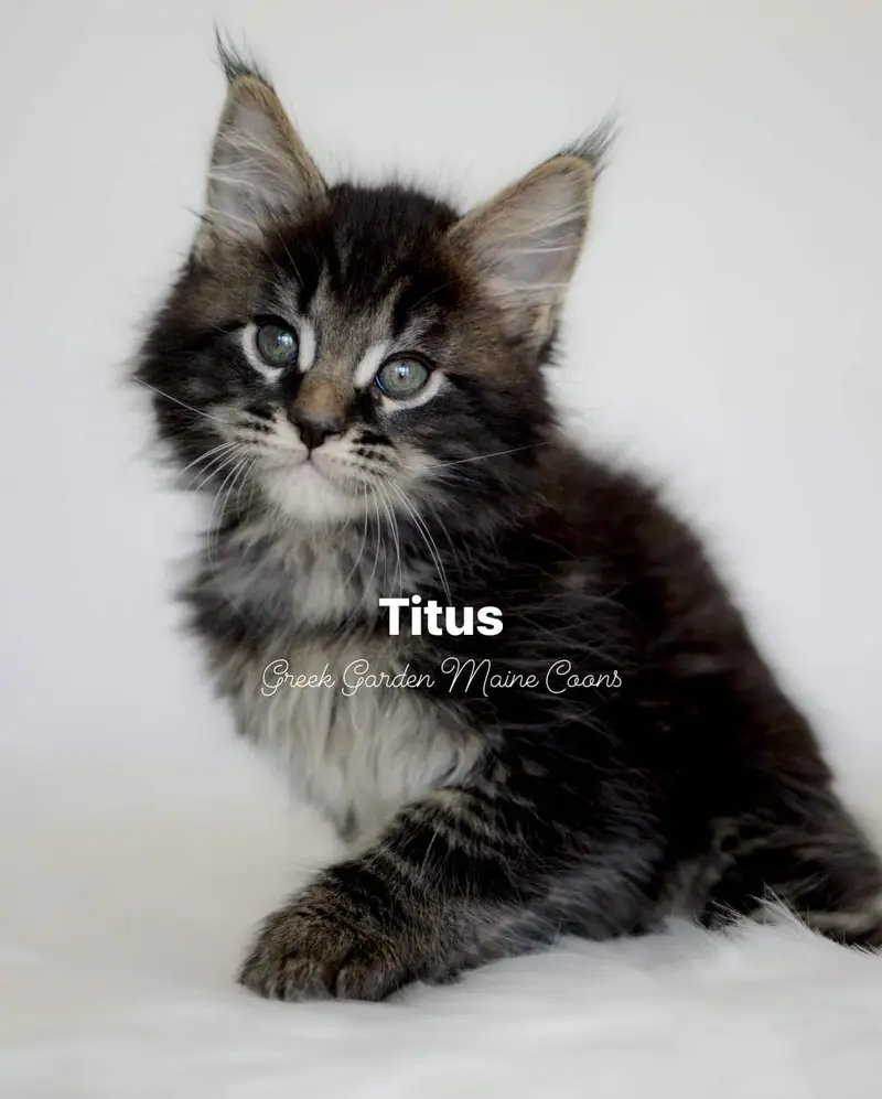 Titus 8 Weeks