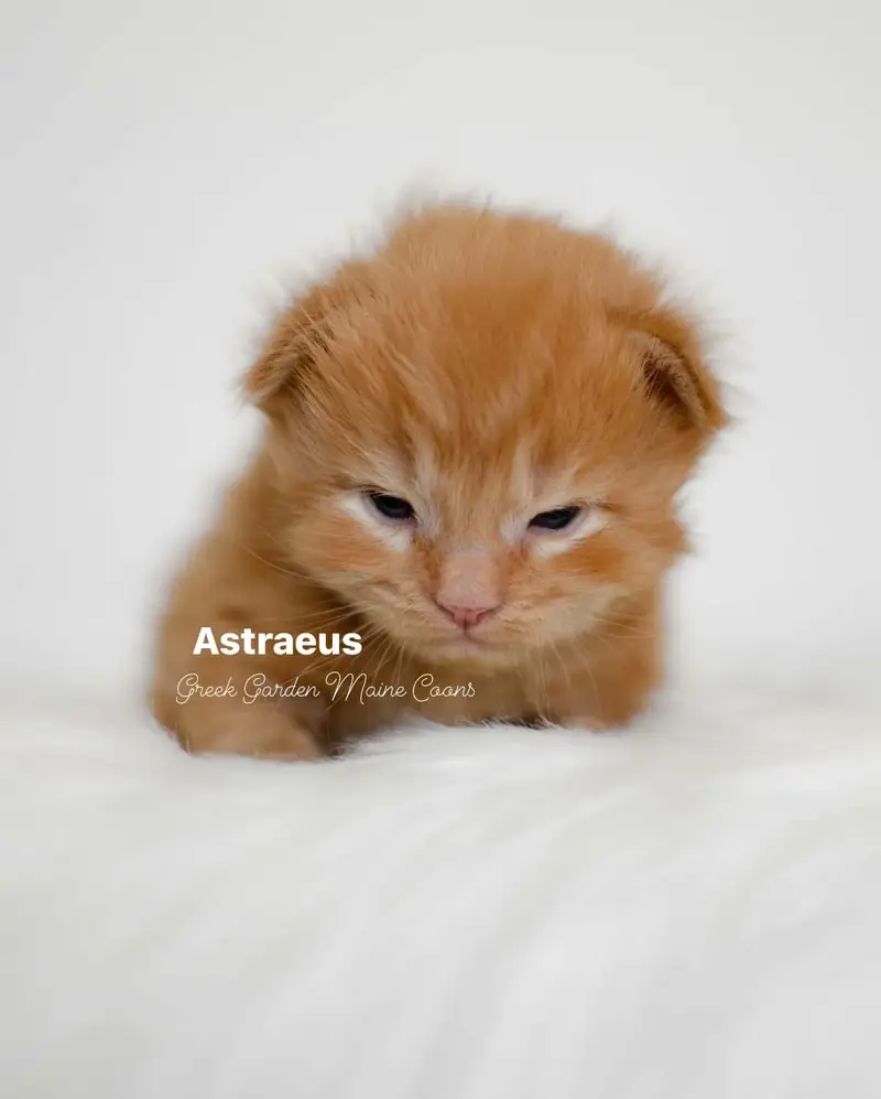 Astraeus 2 Weeks