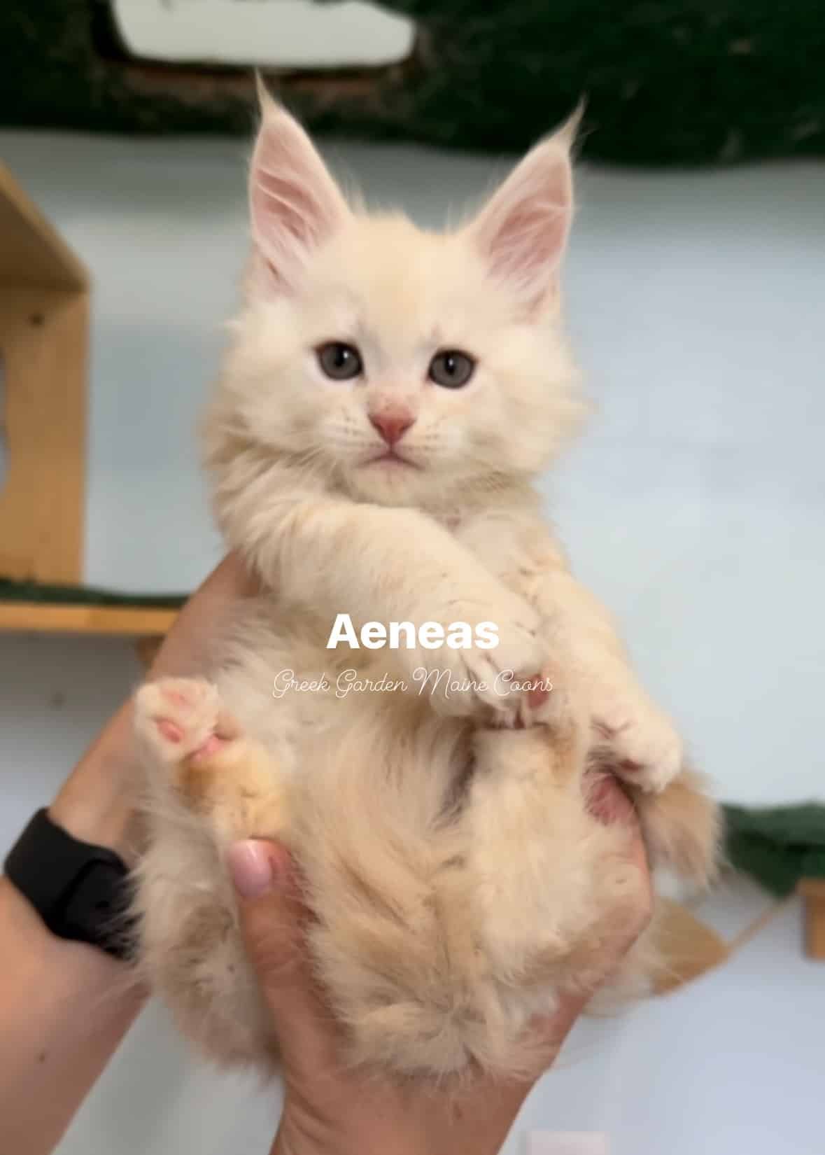 Aeneas 7 Weeks