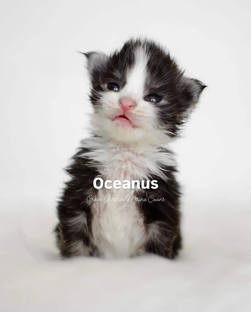Oceanus 2 Weeks