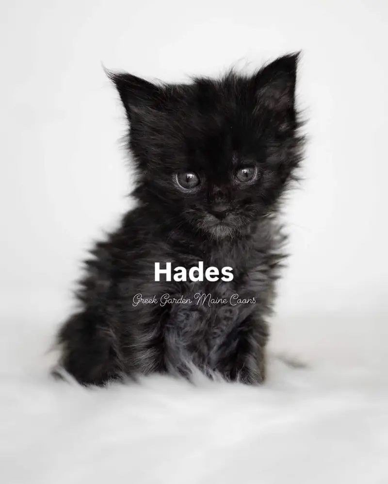 Hades 6 Weeks