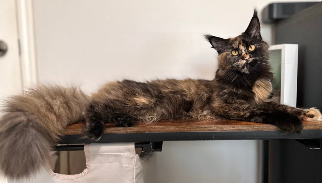 Queen prospect Artemis