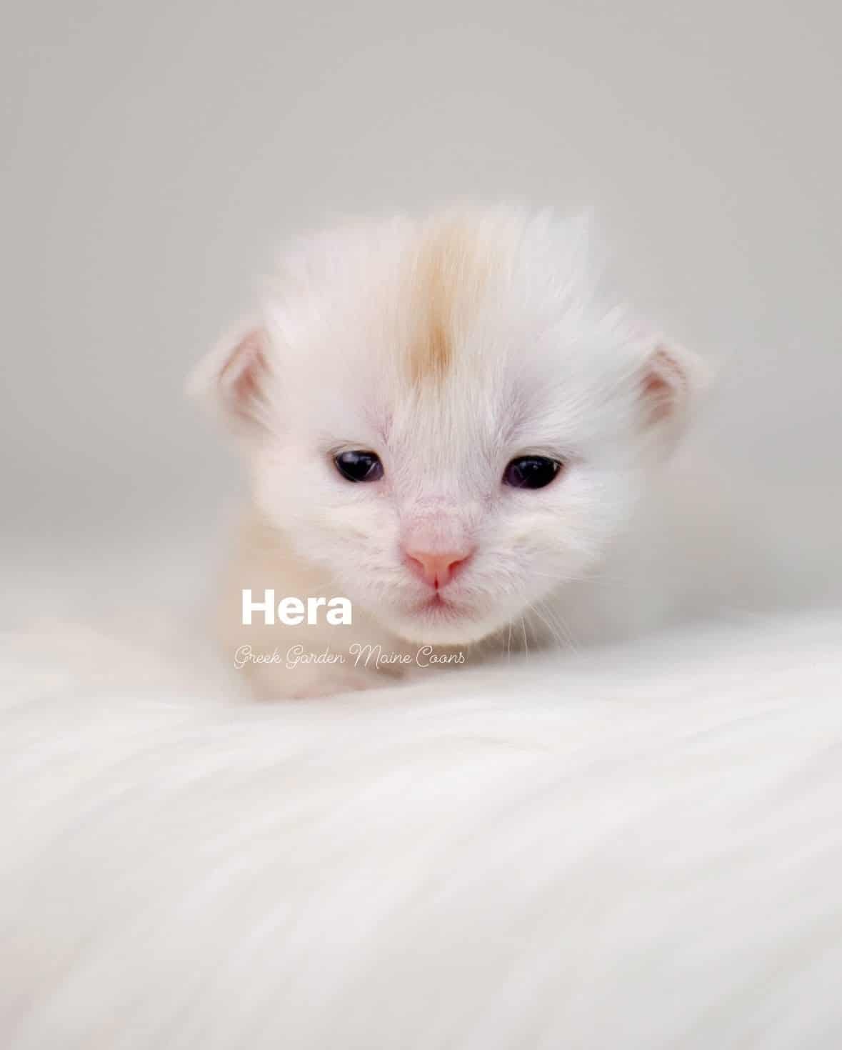 Hera 2 Weeks