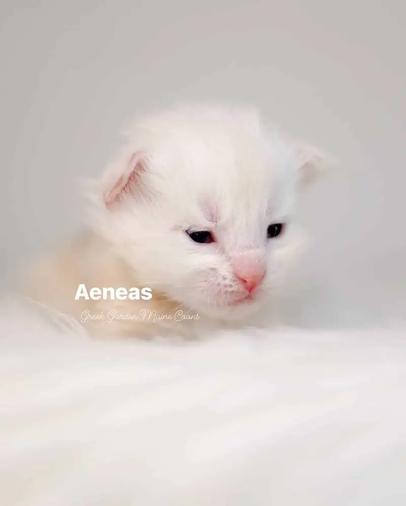 Aeneas 2 Weeks