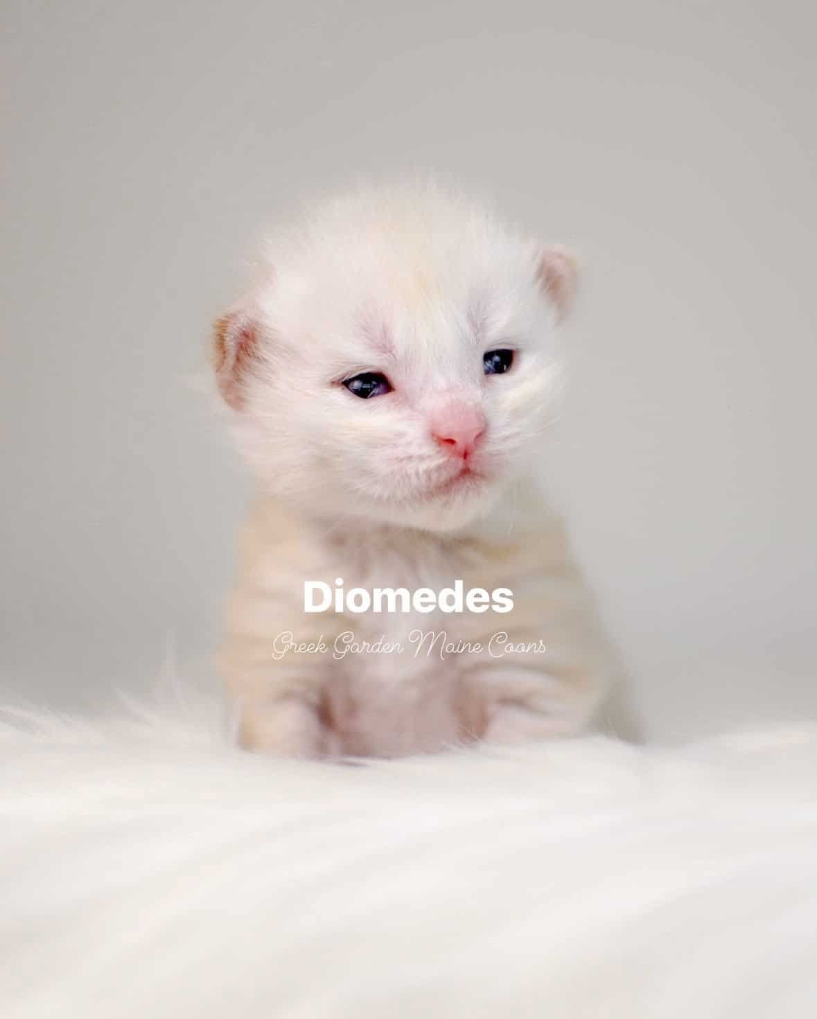 Diomedes 2 Weeks