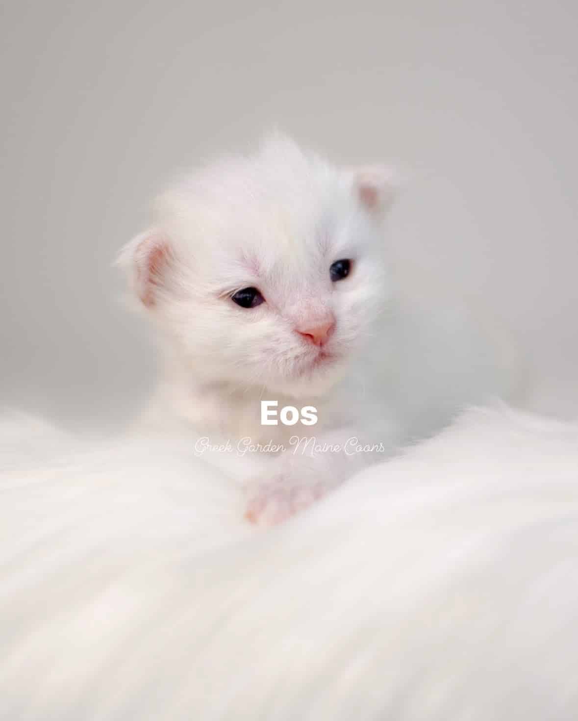 Eos 2 Weeks