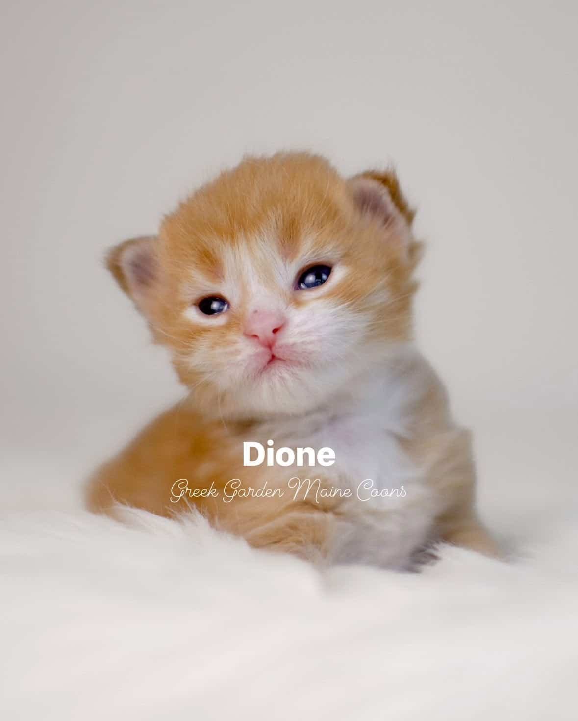 Dione 2 Weeks