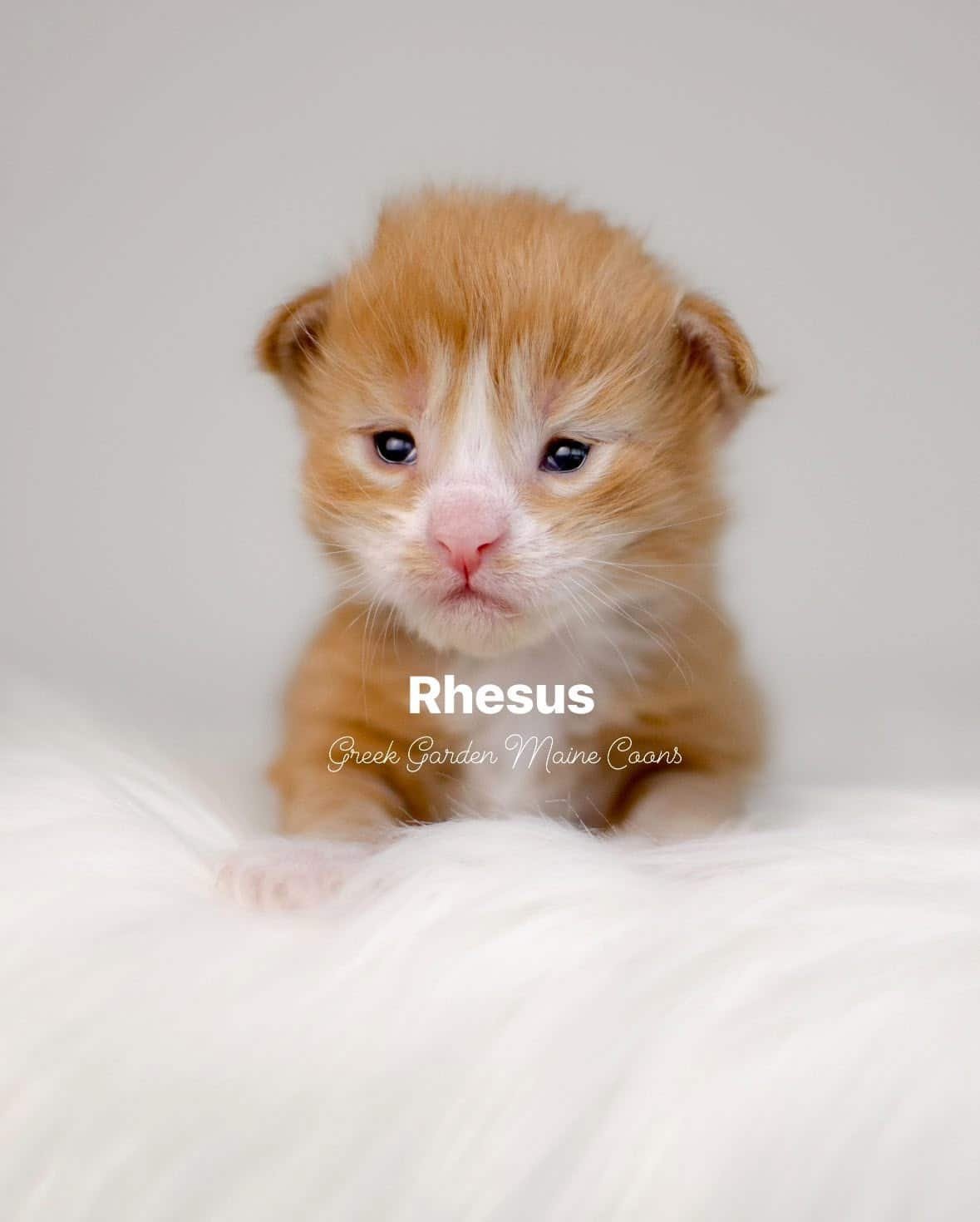 Rhesus 2 Weeks