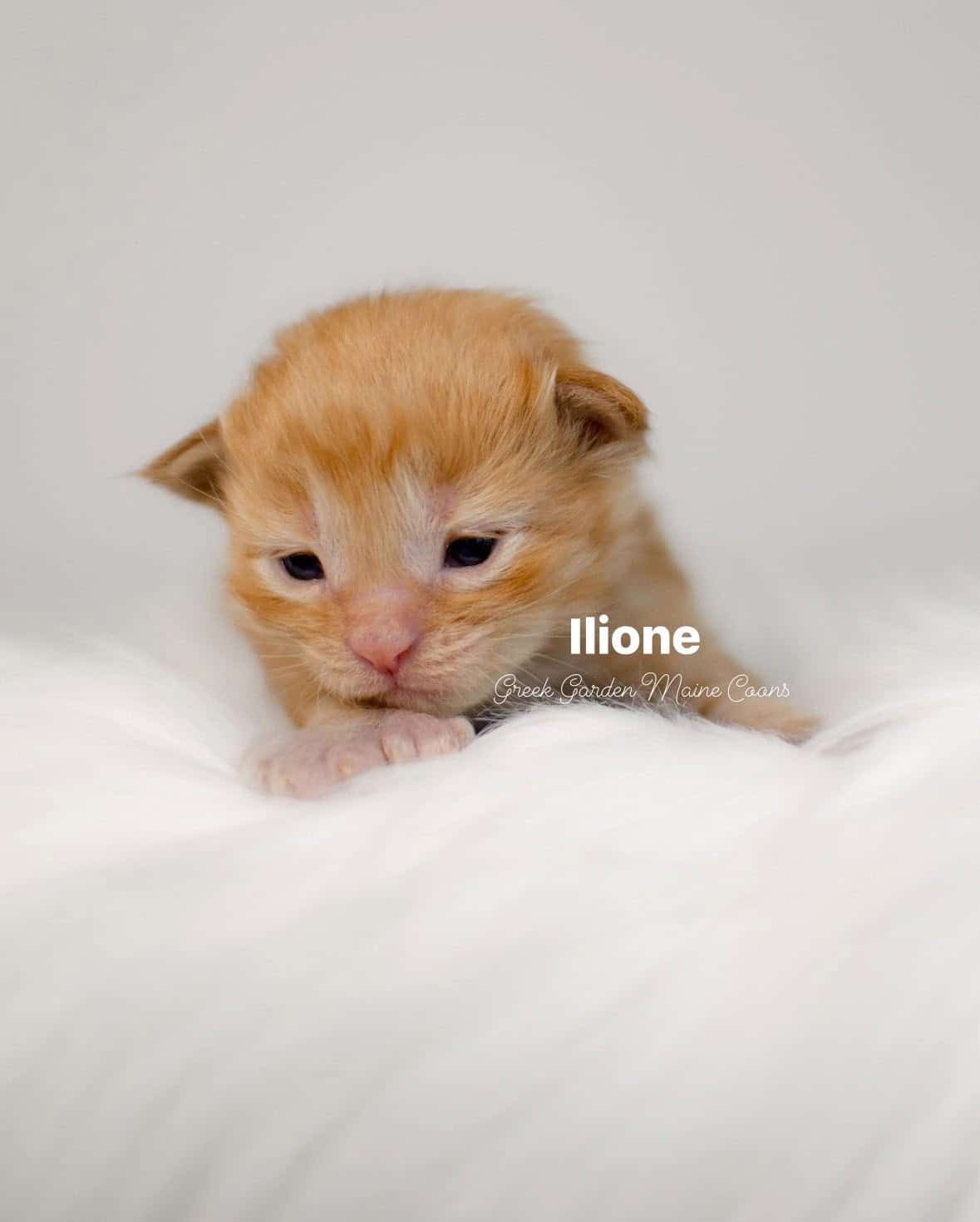 Ilione 2 Weeks