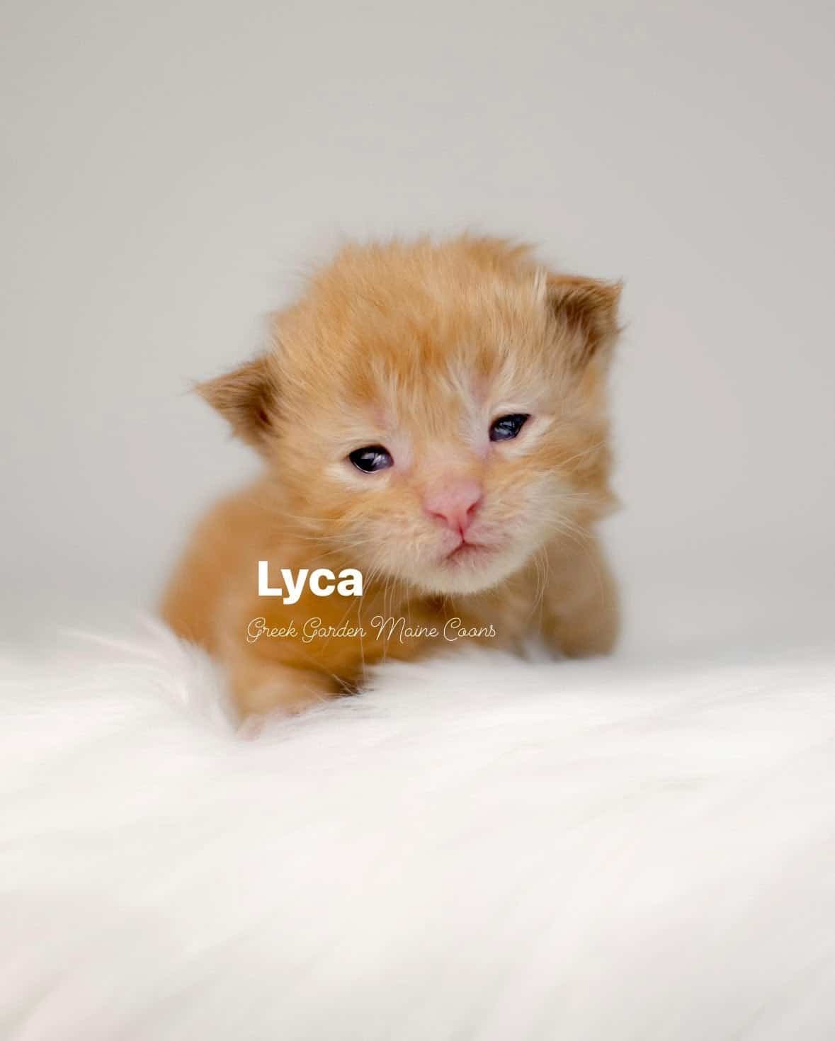 Lyca 2 Weeks