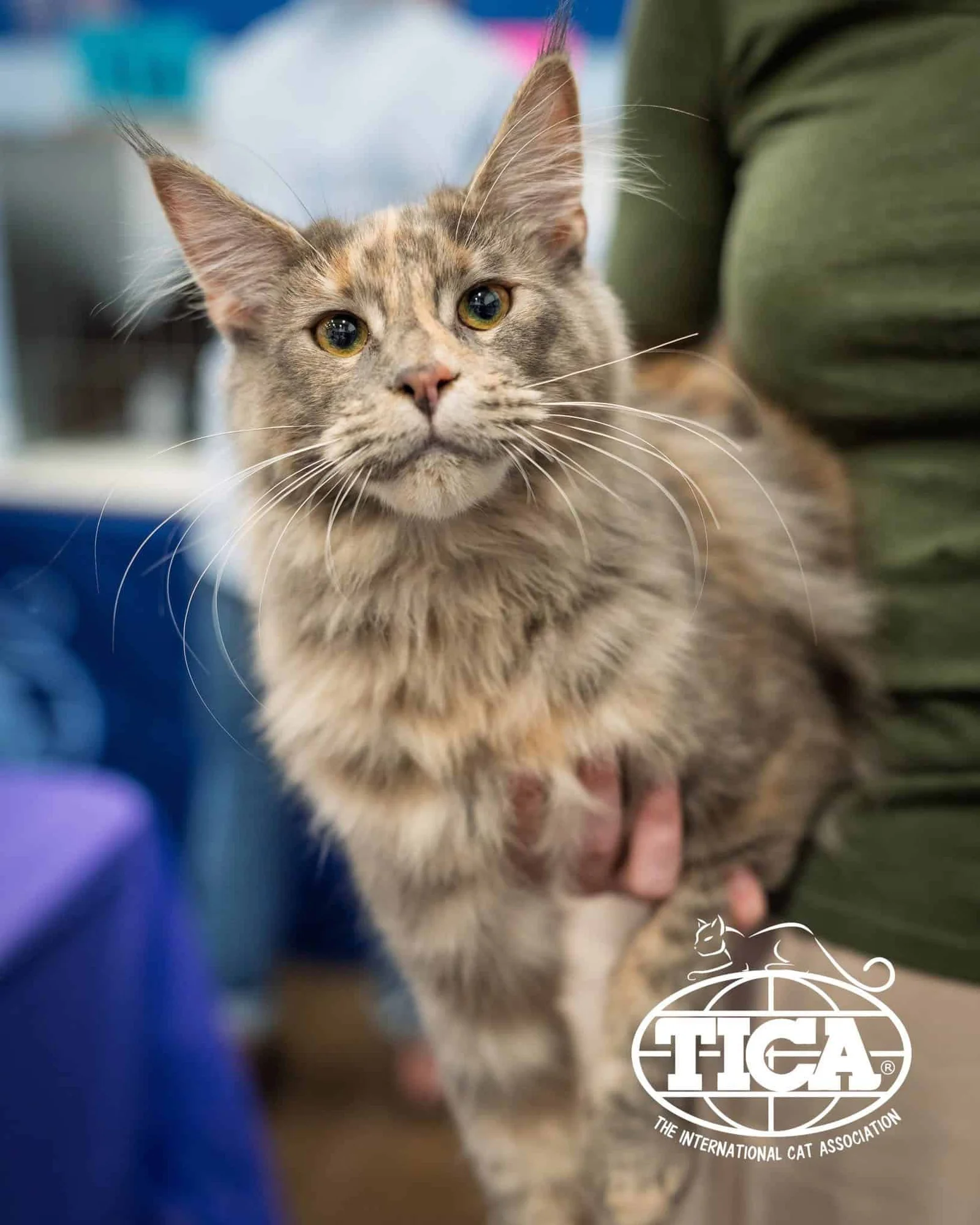 A blue torbie female Champion cat owned by Greek Garden Maine Coons