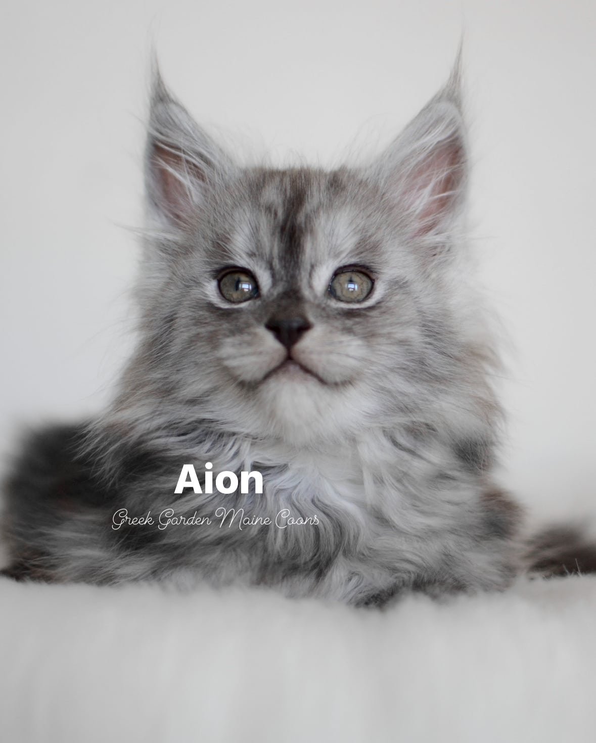 Aion 8 Weeks