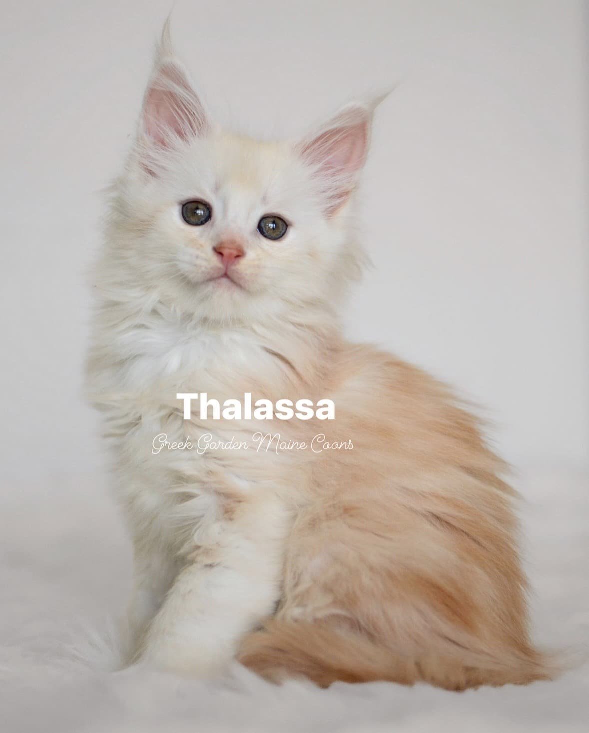 Thalassa 8 Weeks