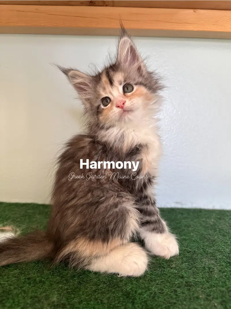 Harmony 8 Weeks