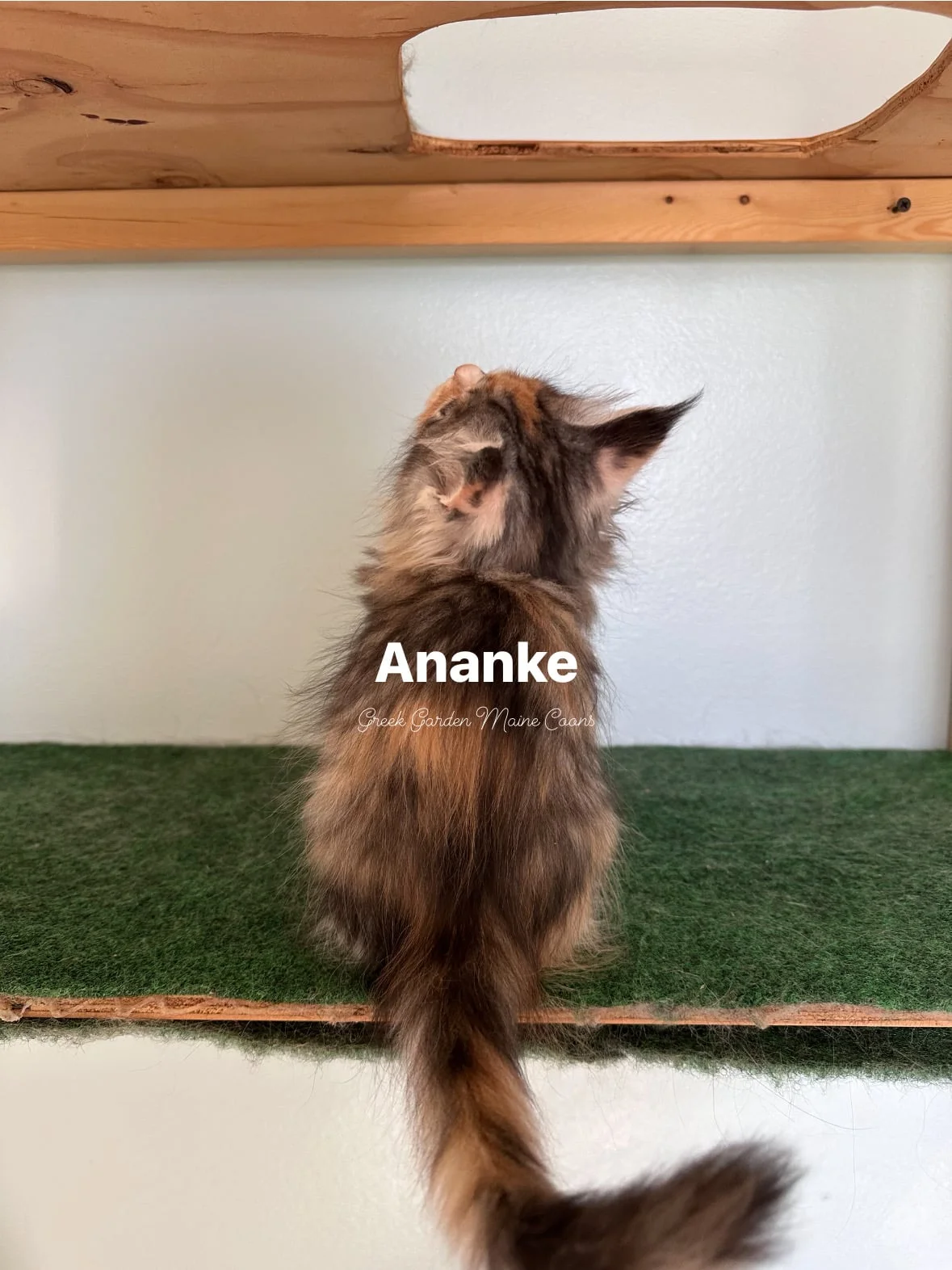 Ananke 8 Weeks