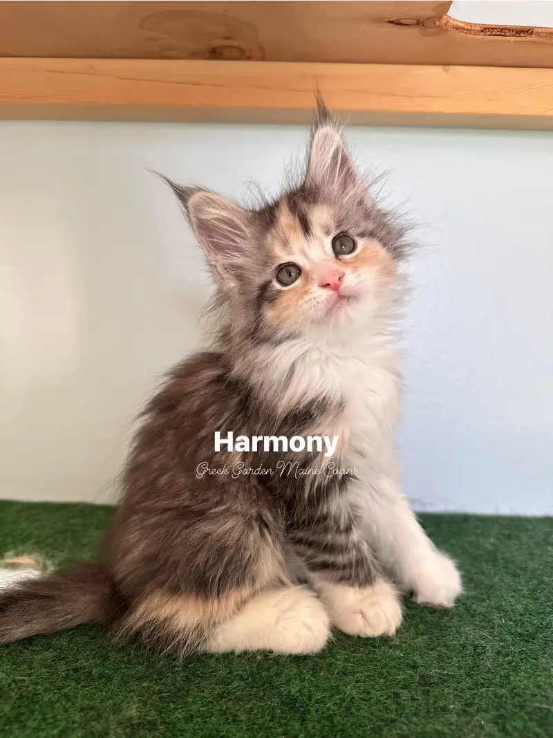 Harmony 8 Weeks