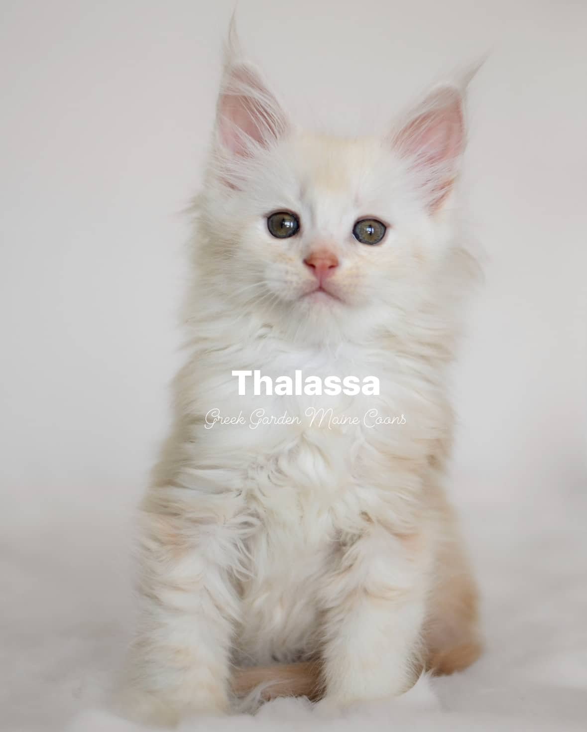 Thalassa 8 Weeks