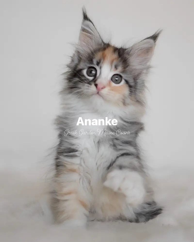 Ananke 8 Weeks