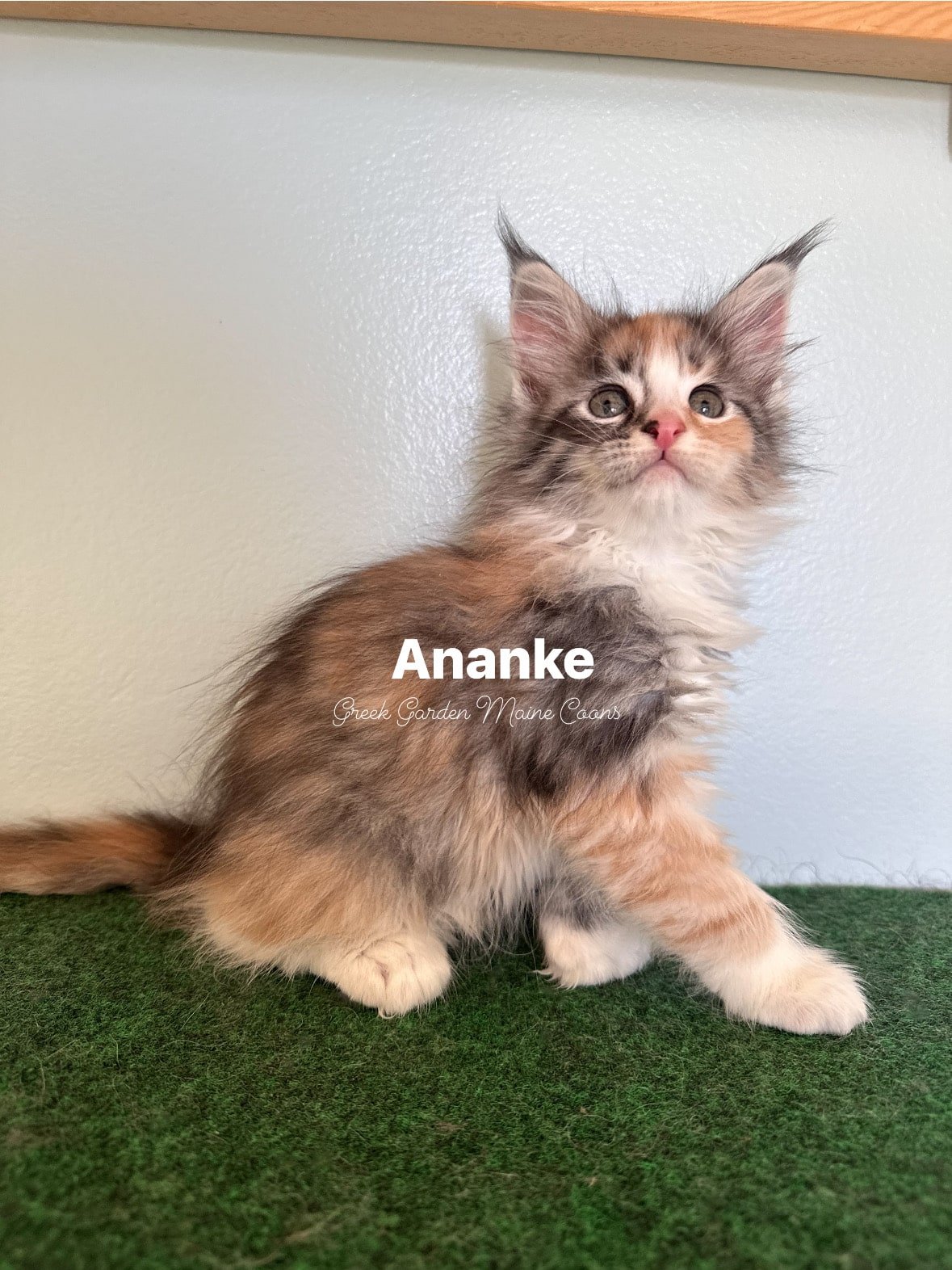Ananke 8 Weeks