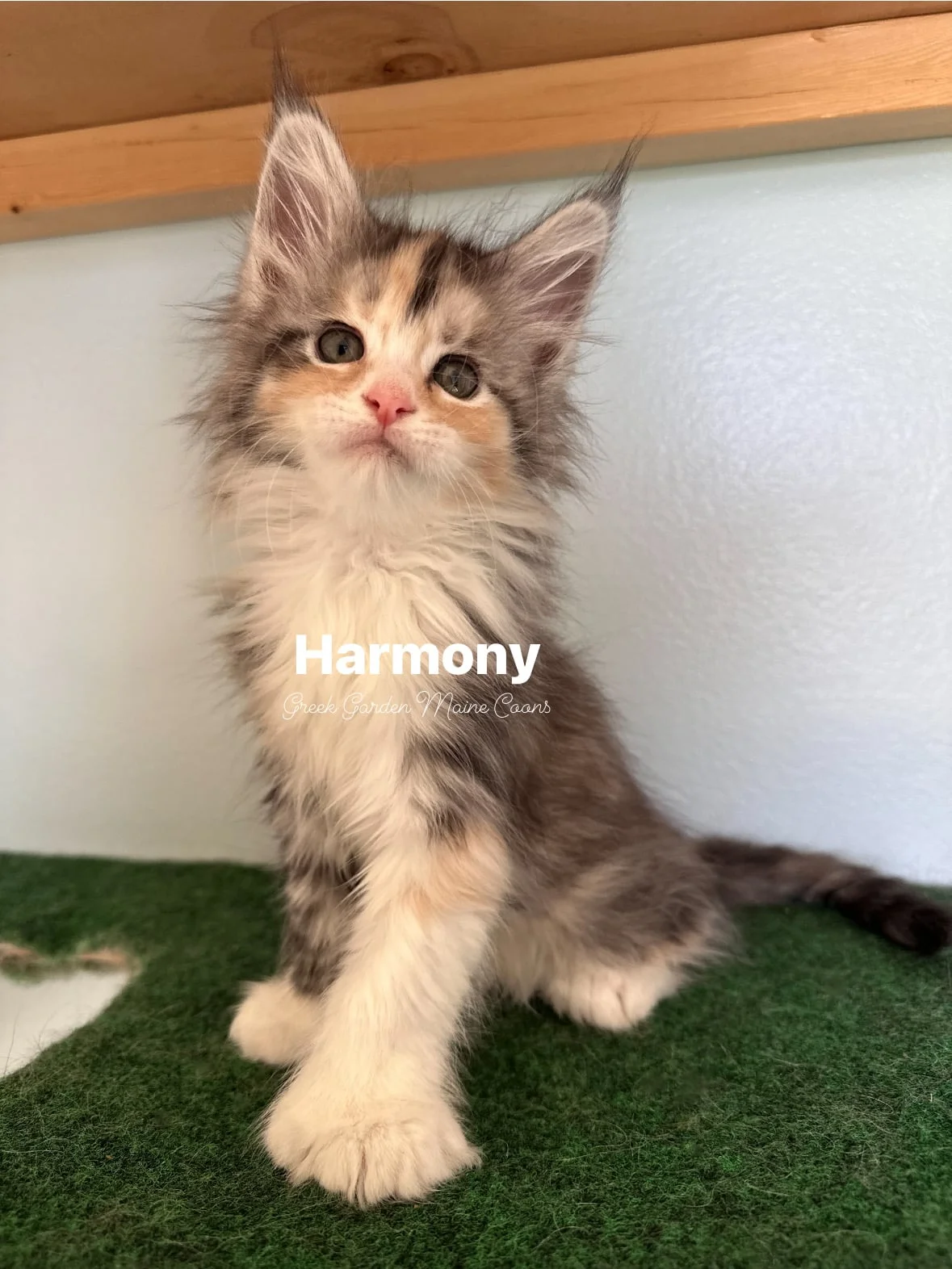 Harmony 8 Weeks