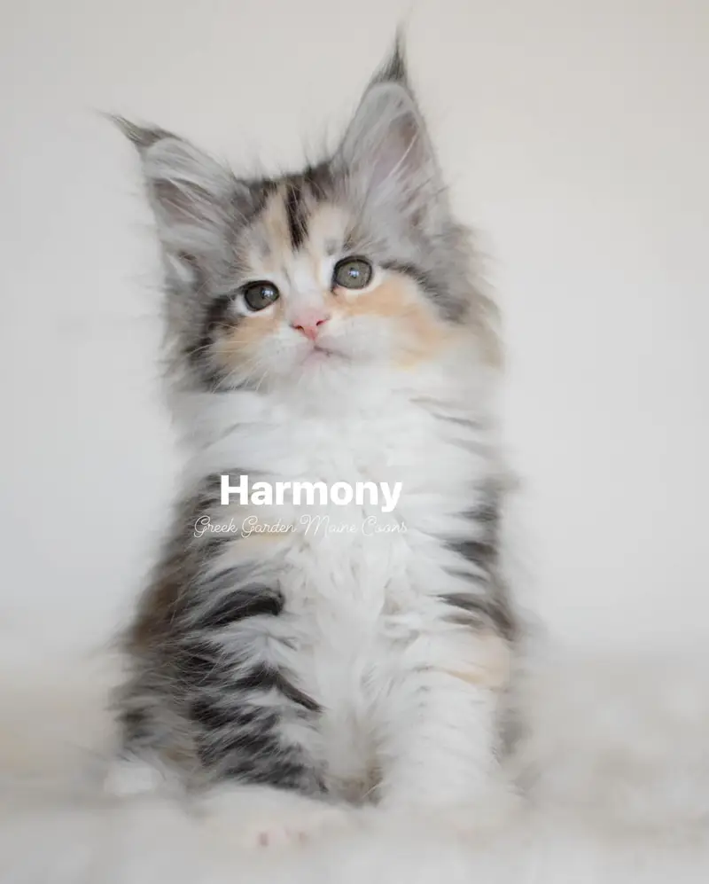 Harmony 8 Weeks