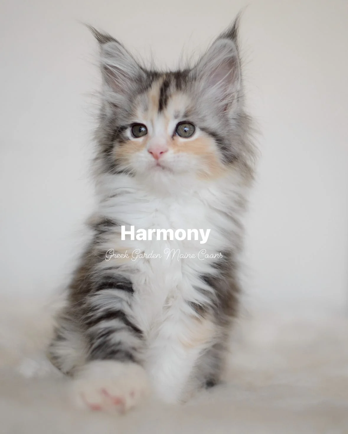 Harmony 8 Weeks