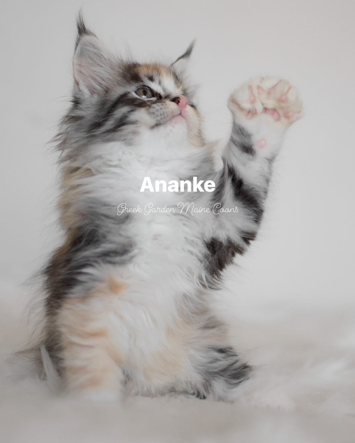 Ananke 8 Weeks