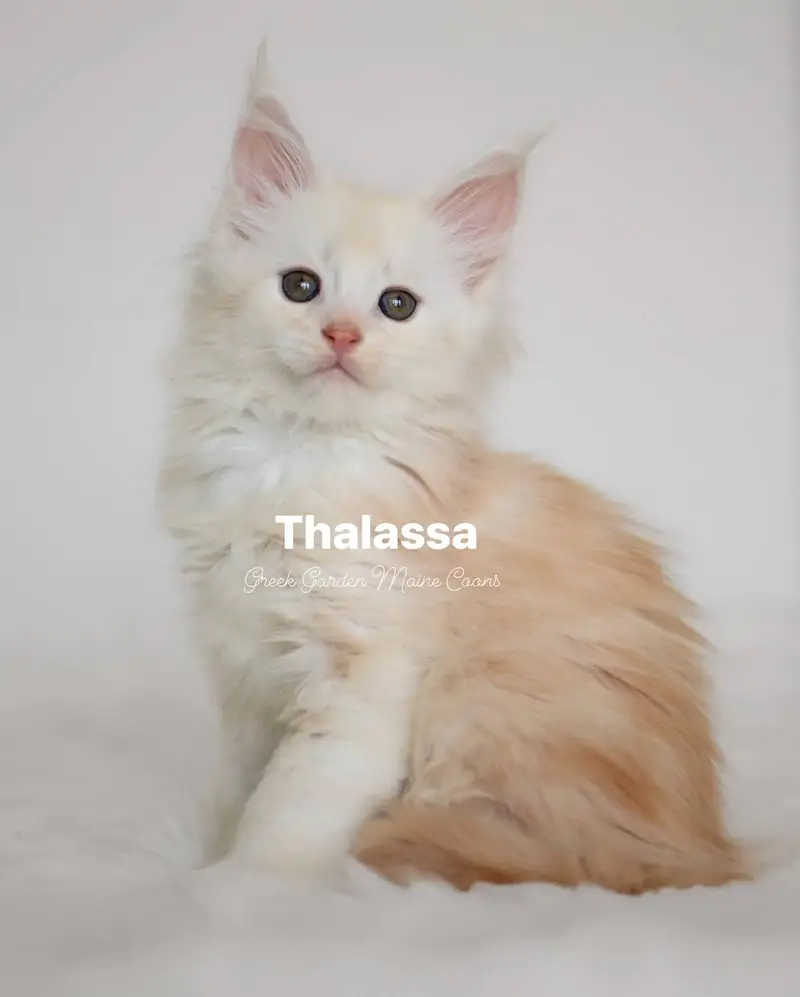 Thalassa 8 Weeks