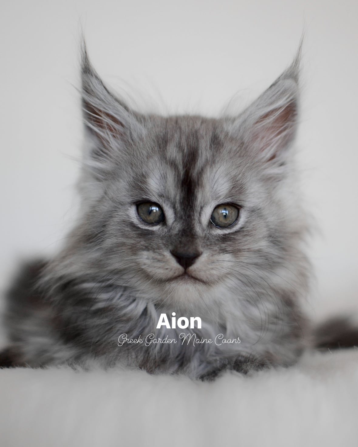 Aion 8 Weeks