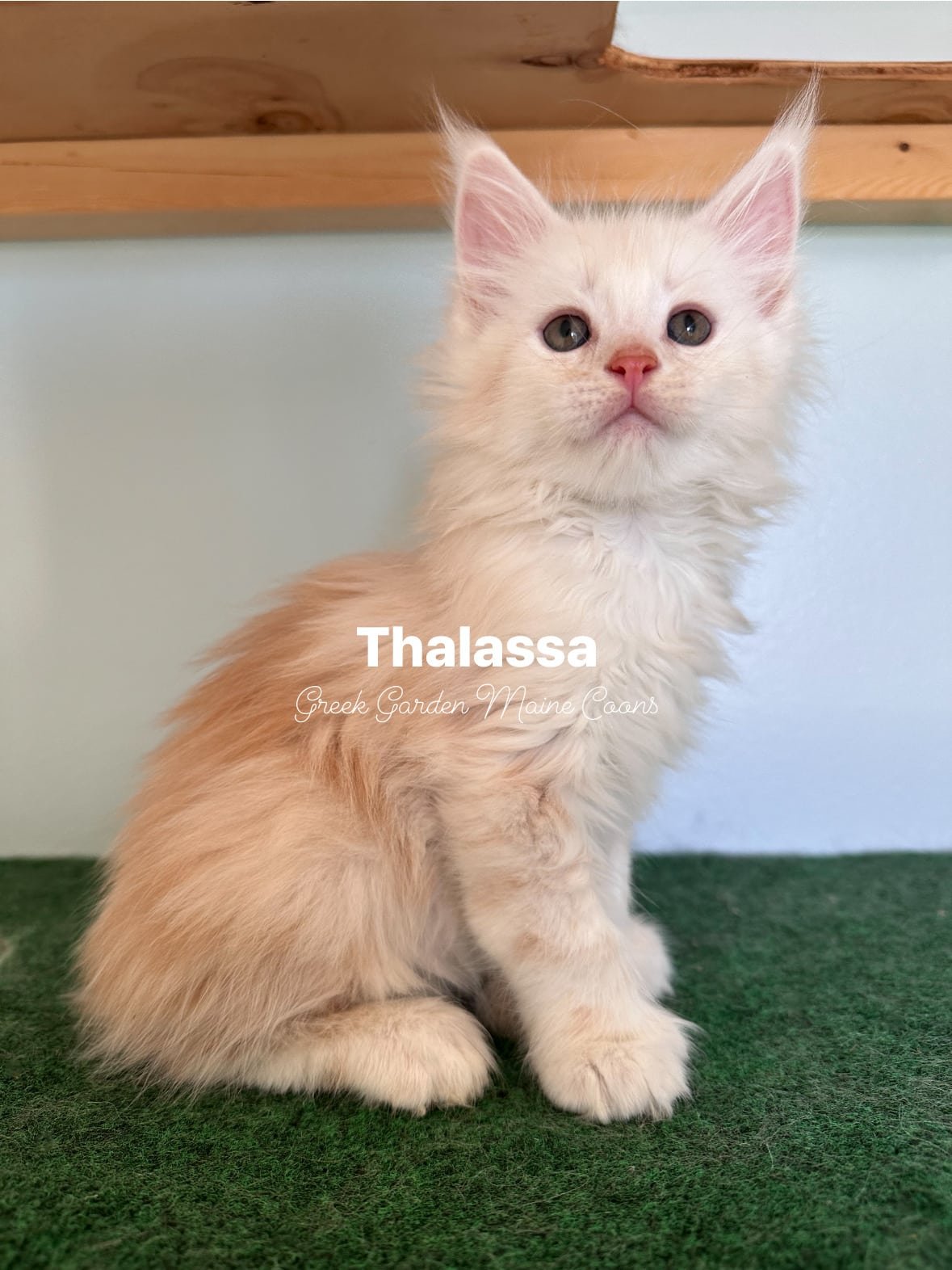 Thalassa 8 Weeks