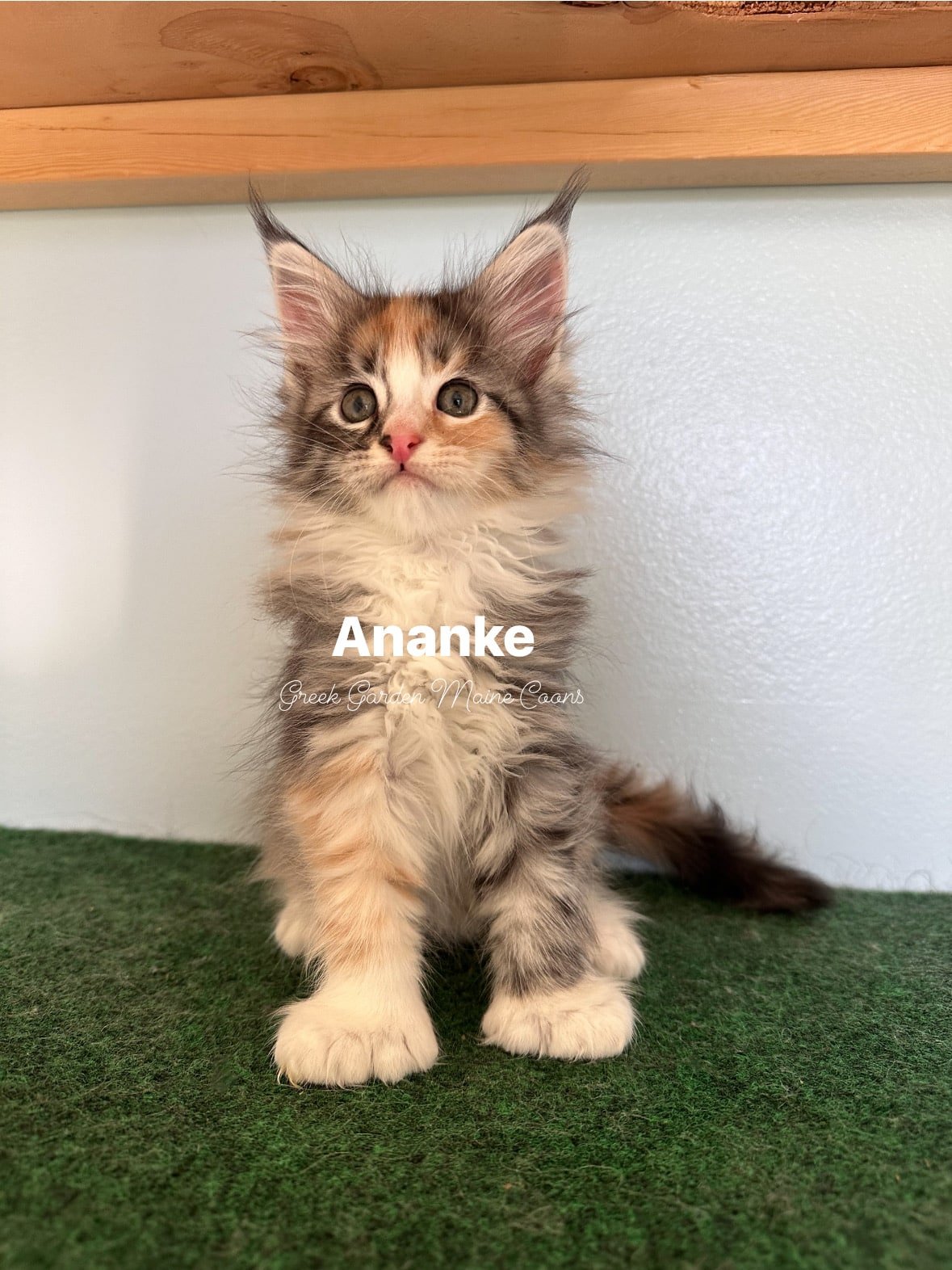 Ananke 8 Weeks