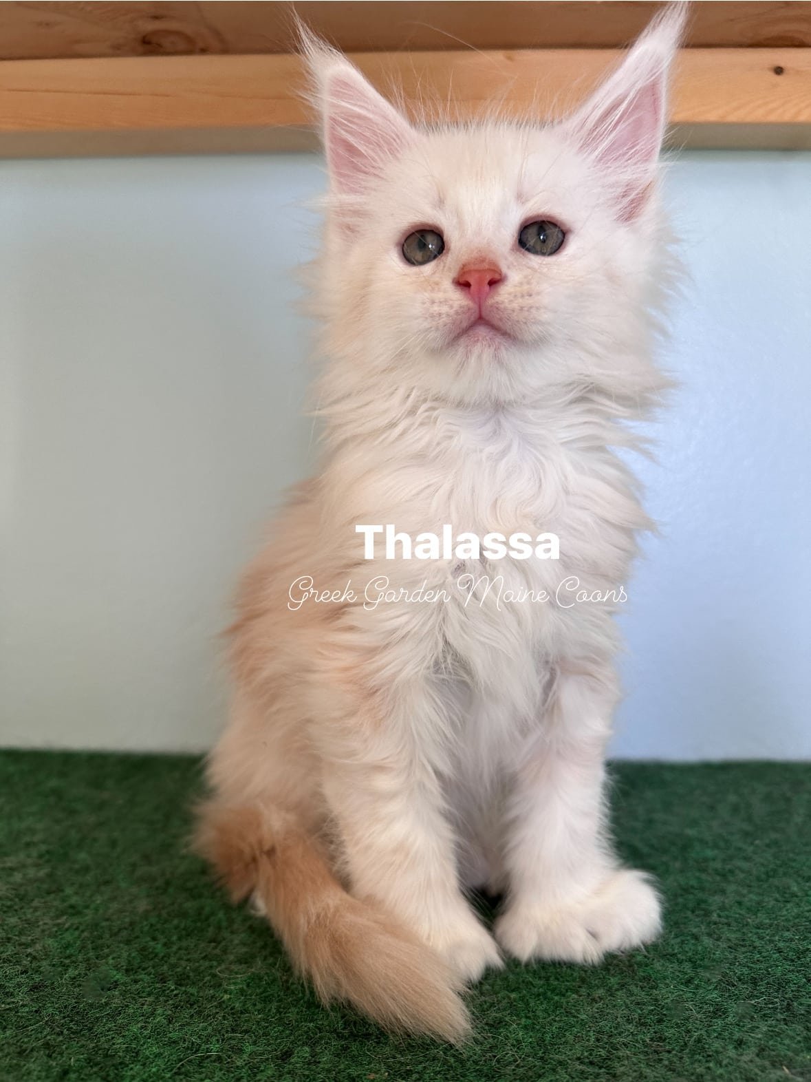 Thalassa 8 Weeks
