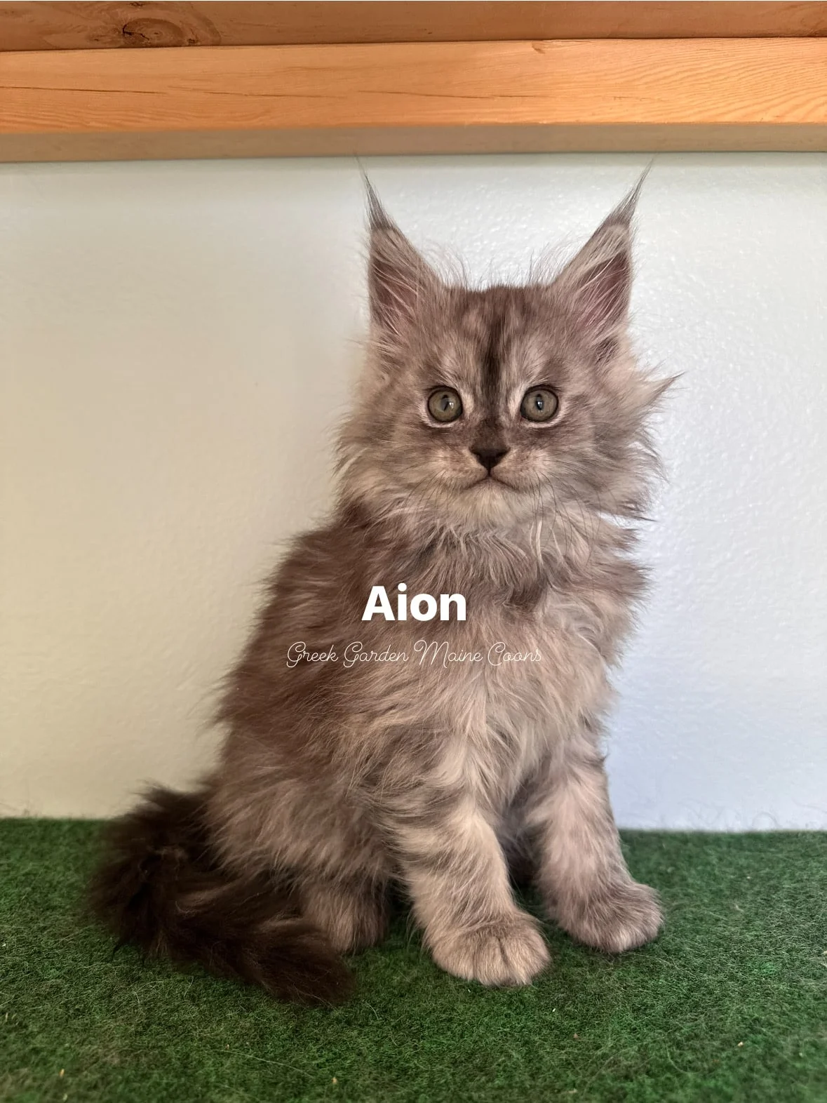 Aion 8 Weeks